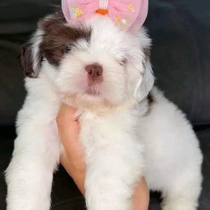 Shih Tzu Puppy Rescue Kentucky