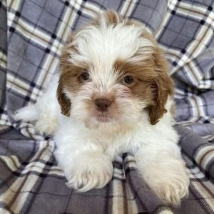 Shih Tzu Puppy Rescue Louisiana