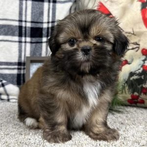 Shih Tzu Puppy Rescue Kansas