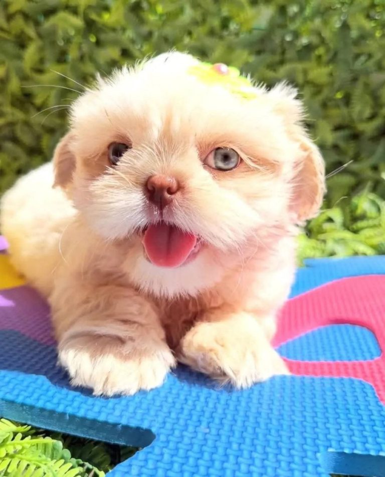 Shih Tzu puppies rehoming