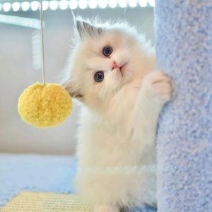Show Quality Kittens adoption