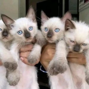 Siamese Kitten Adoption