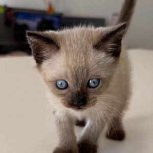 Siamese Kitten Rehoming
