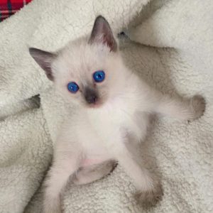Siamese Kittens Seeking Forever Homes