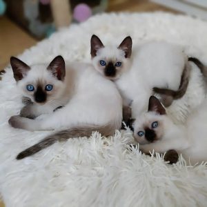 Siamese Kittens