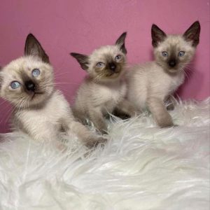 Siamese Kittens for Adoption