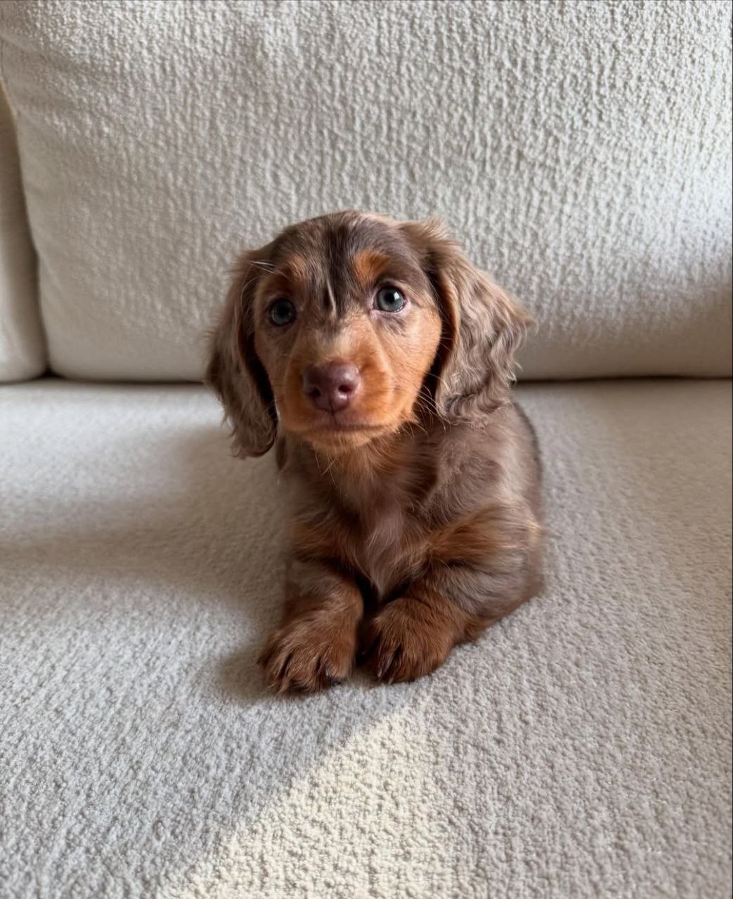 Dachshund puppy for adoption