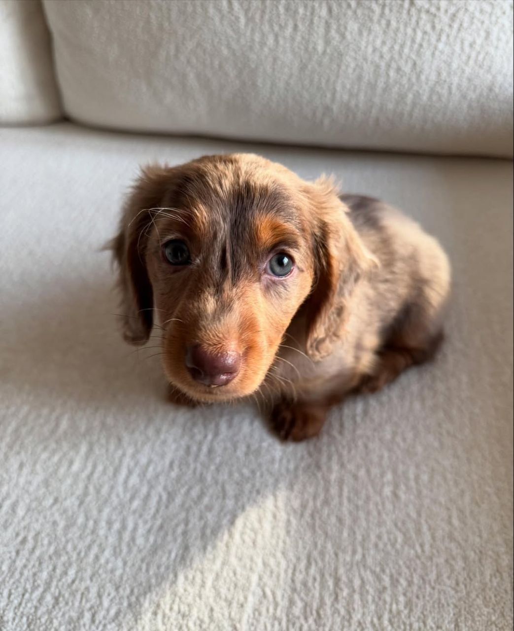 Dachshund puppy for adoption