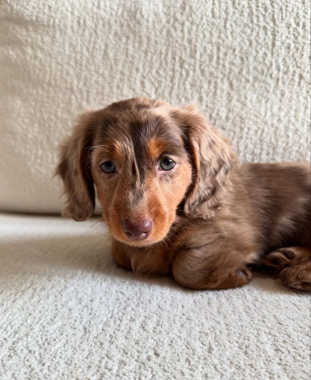 Dachshund puppy for adoption