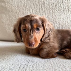Dachshund puppy for adoption