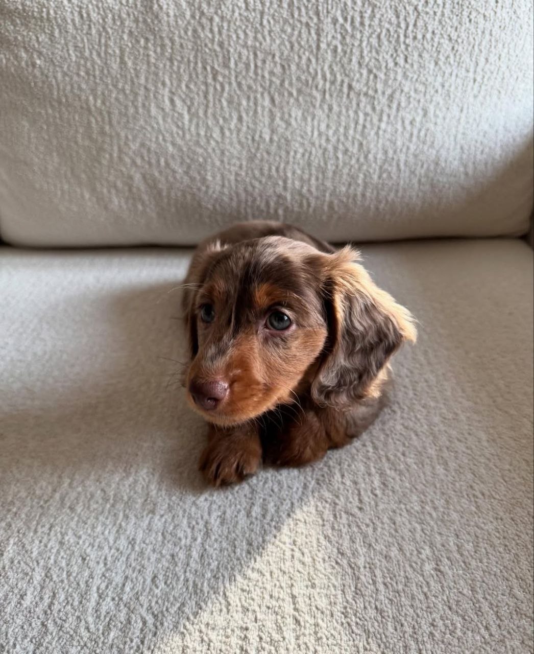 Dachshund puppy for adoption