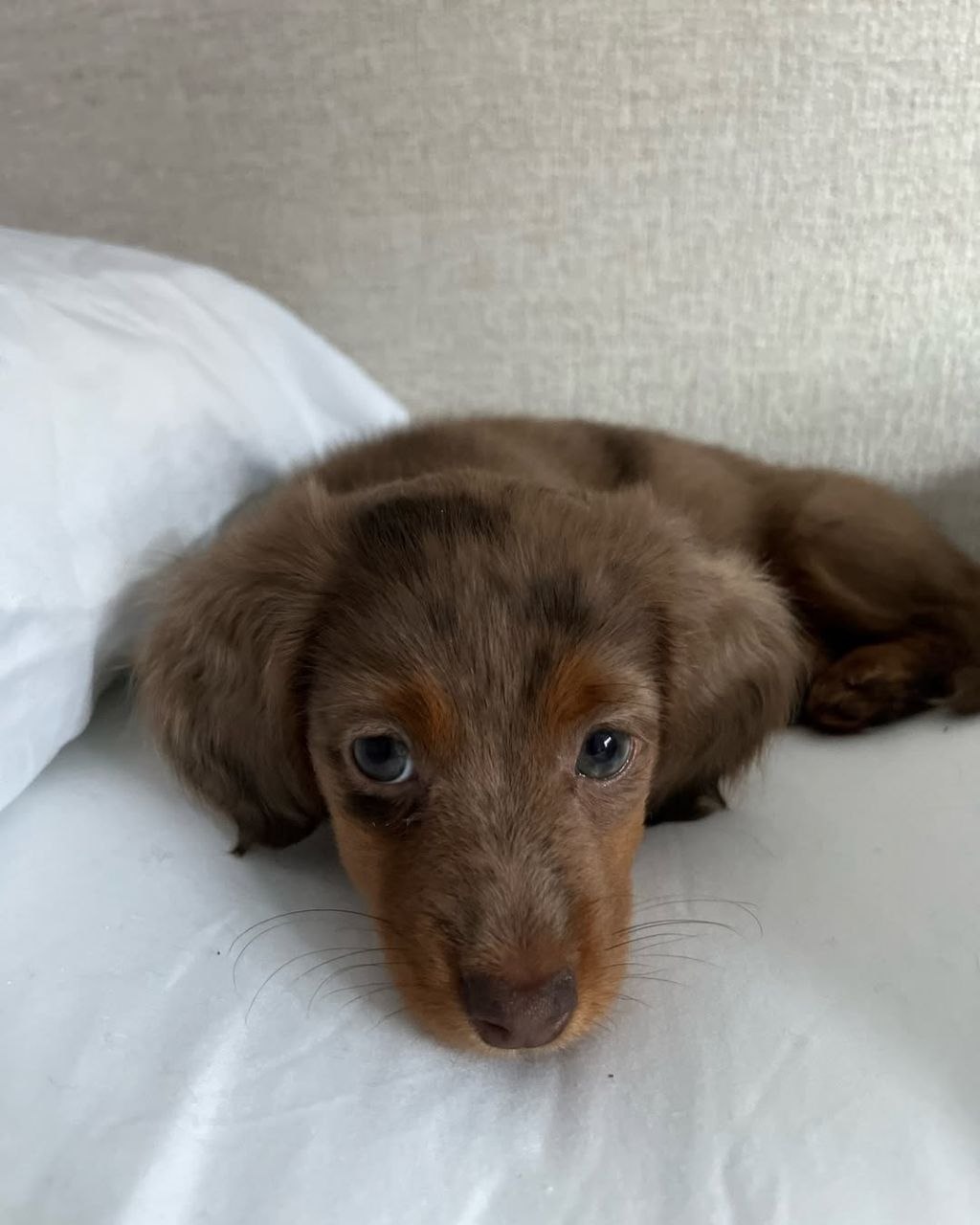 Dachshund puppy for adoption