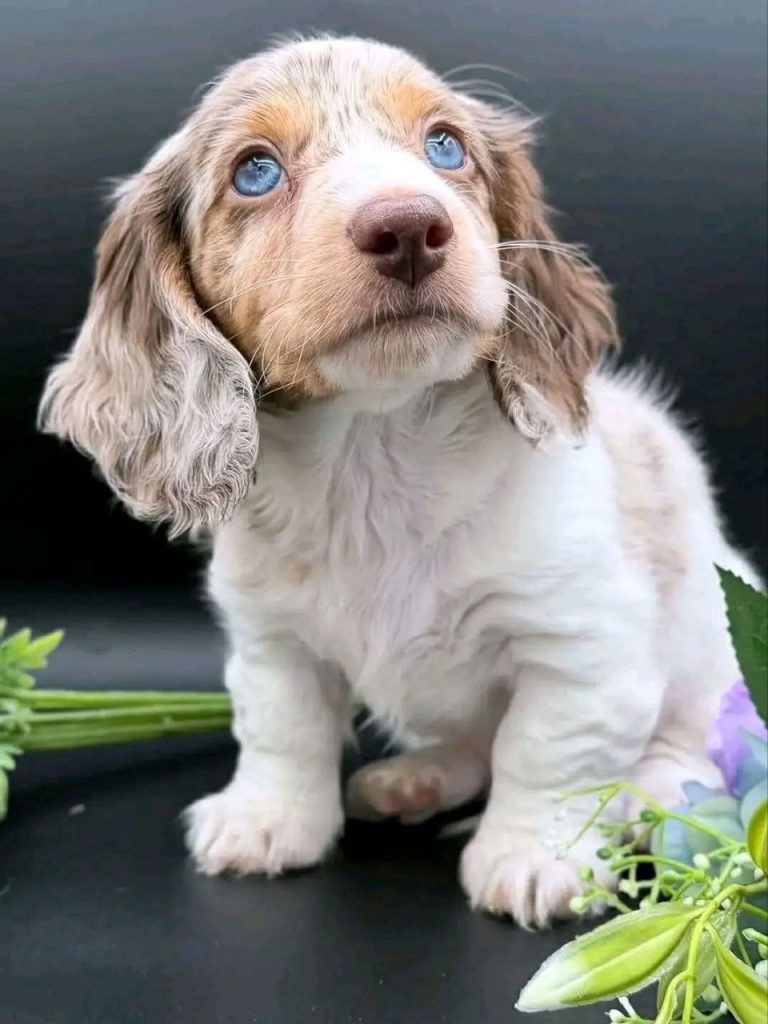 Vaccinated Dachshund puppies