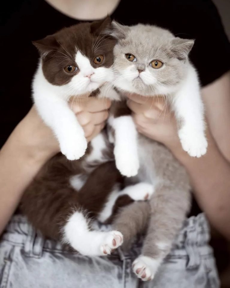 Vet-Checked Scottish Fold Kittens