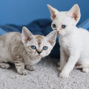 exotic kittens in usa