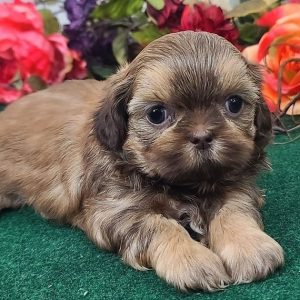 Bella mini shih tzu puppies