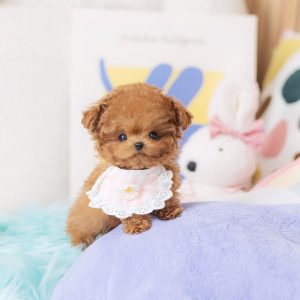 shih tzu puppy near me