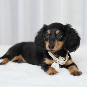 AKC Dachshund