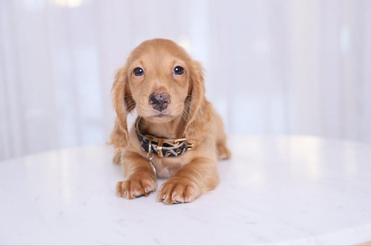 AKC Dachshund Puppies