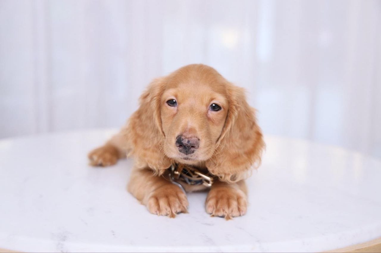 AKC Dachshund Puppies