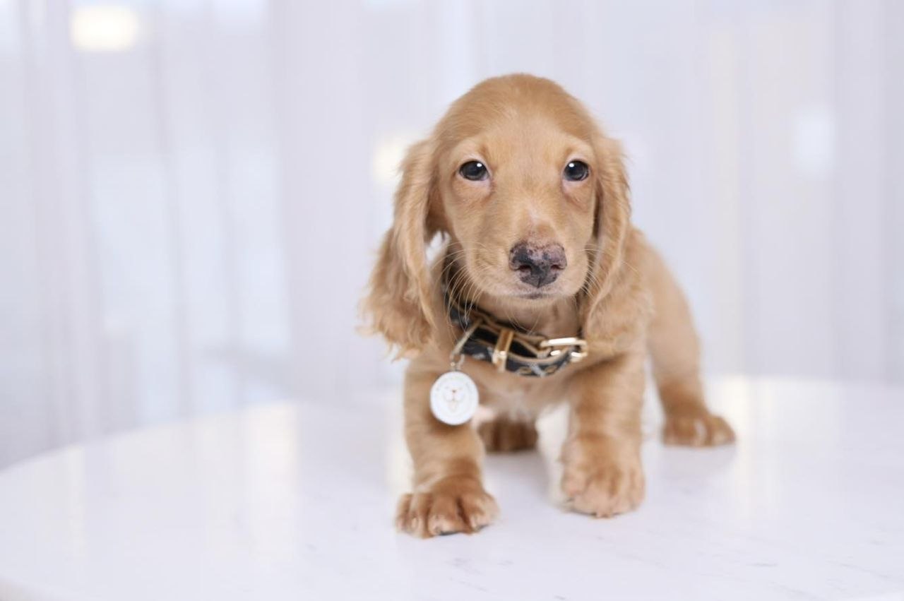 AKC Dachshund Puppies - Image 2