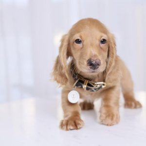AKC Dachshund Puppies