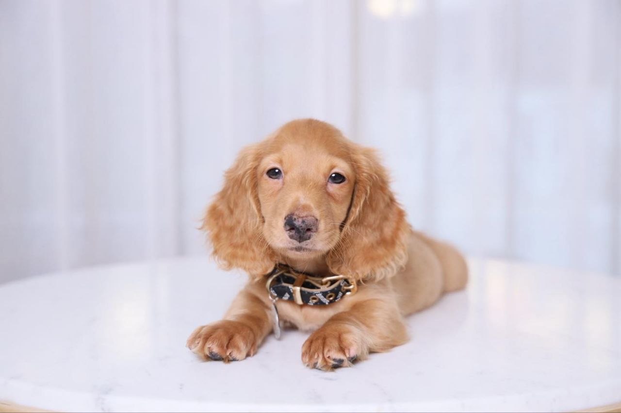 AKC Dachshund Puppies
