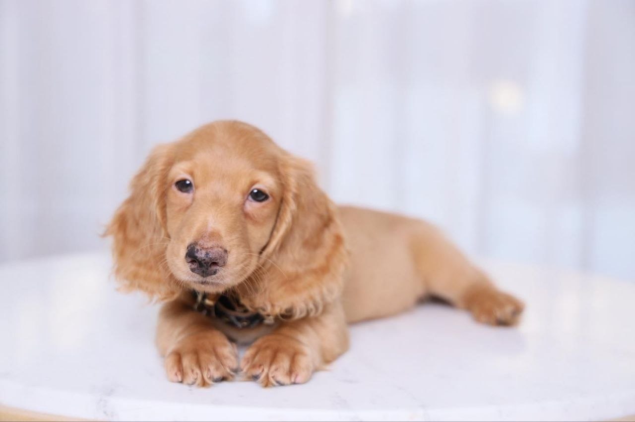 AKC Dachshund Puppies
