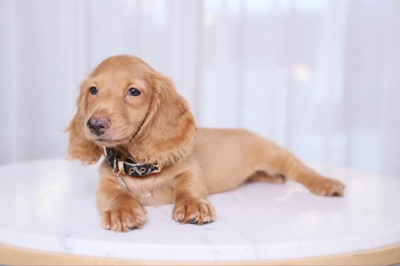 AKC Dachshund Puppies