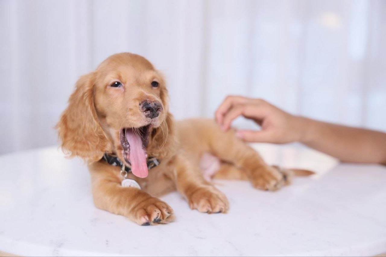 AKC Dachshund Puppies