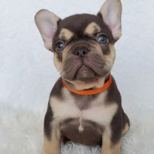 AKC French Bulldog Puppies