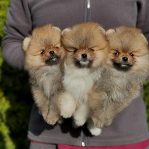 AKC Pomeranian