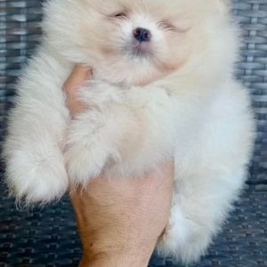 AKC Pomeranian Puppies