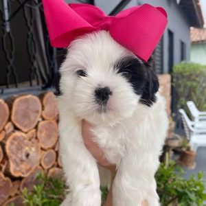 AKC Puppies adoption