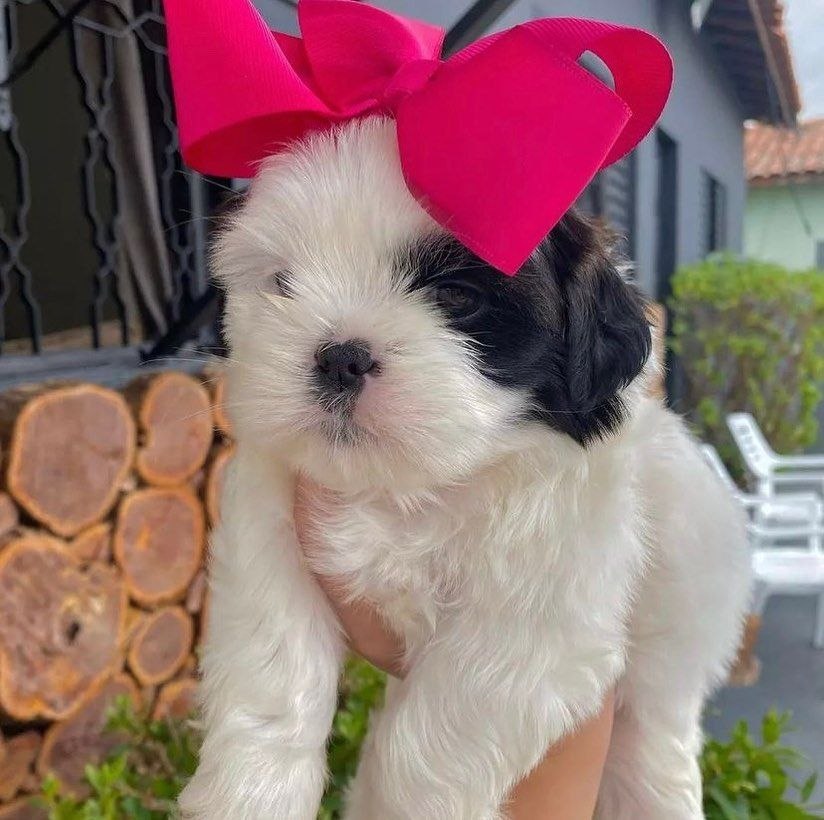 AKC Puppies adoption