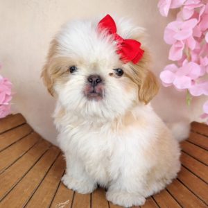 AKC Shih Tzu