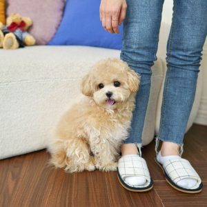 AKC Shih Tzu Puppies