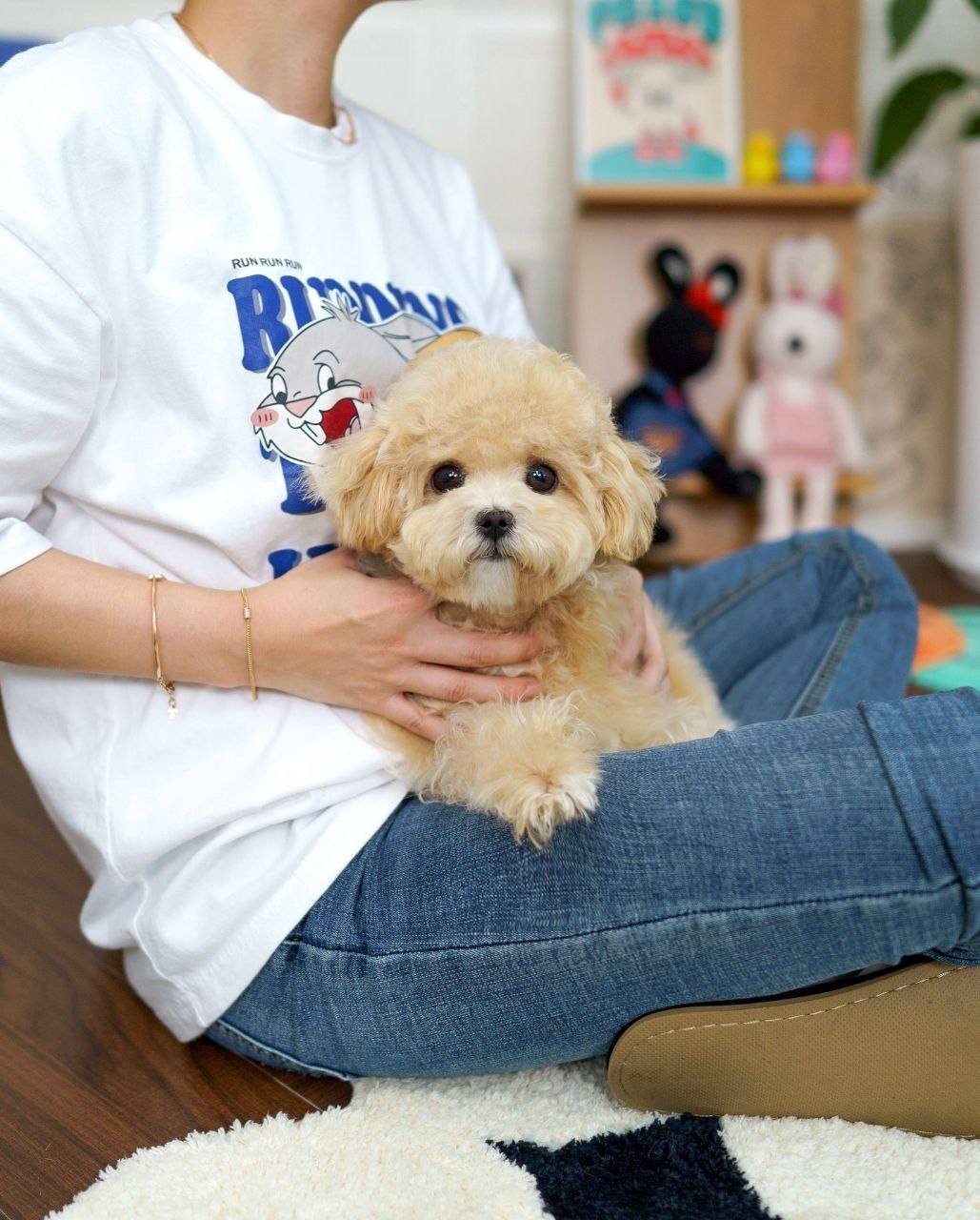 AKC Shih Tzu Puppies