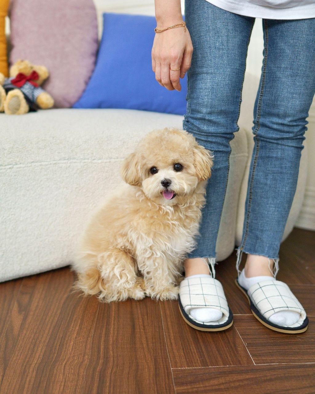 AKC Shih Tzu Puppies