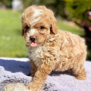 Adopt a Cavapoo Puppy