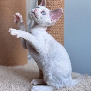 Adopt a Devon Rex Kitten