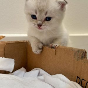 Adopt a Munchkin Kitten