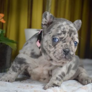 Adopt a Pet Rehoming adoption