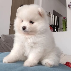 Adopt a Pomeranian