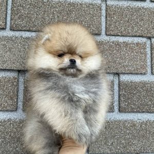 Adopt a Pomeranian Puppy