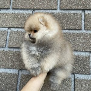 Pomeranian Puppy Adoption