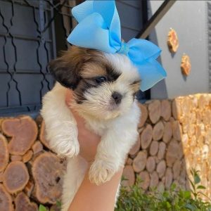 Adopt a Rescue Pet Rehoming