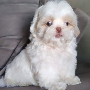 Adopt a Shih Tzu