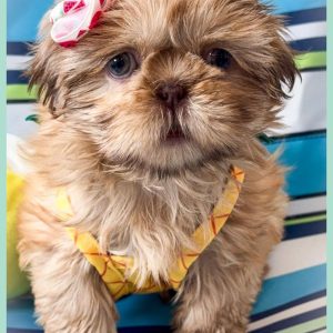 Adopt a Shih Tzu Puppy