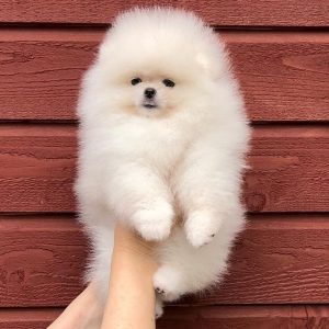 Adoptable Pomeranians